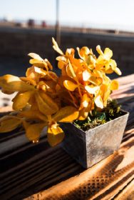 Event-Floral-Design-Orange-Orchids